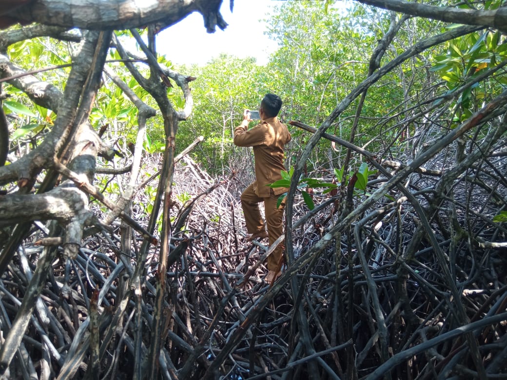 hutan mangrove desa mamut lingga