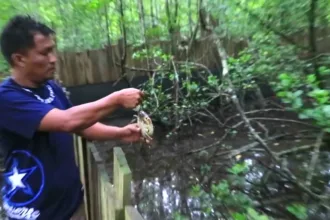 Ketam Bakau Desa Duara