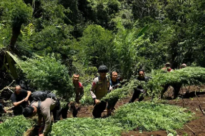 1500 Tanaman Ganja Kembali Ditemukan Di Lereng Semeru 39 (1)