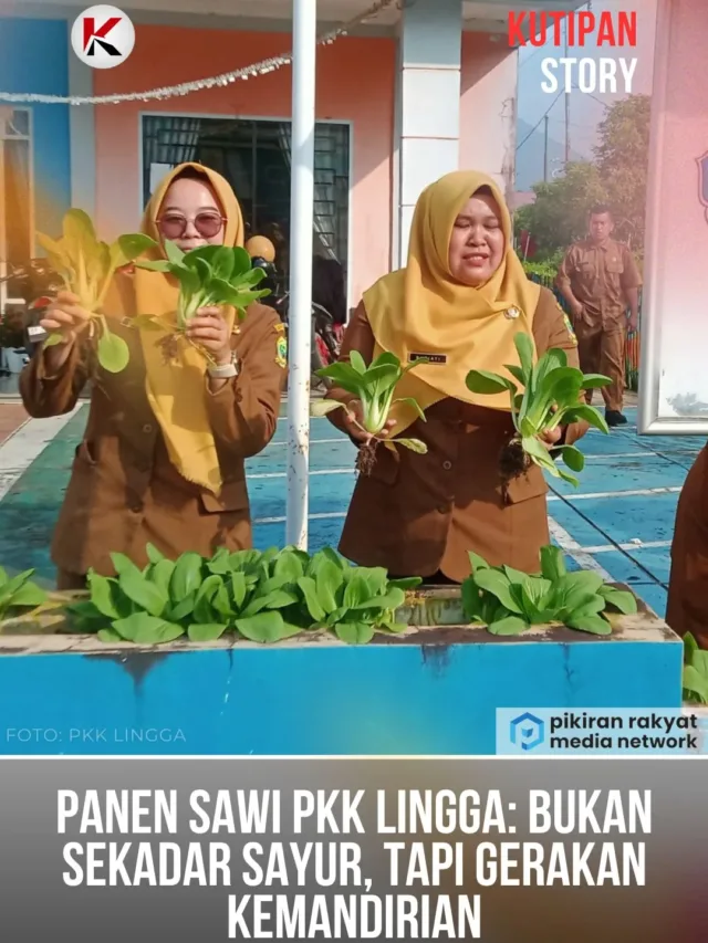 PKK Lingga Panen Sawi 10 Kilo Dari Tembok Pembatas Sekretariat