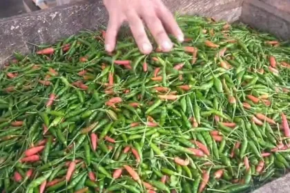 KUTIPAN LINGGA 2026 01 09T104122.352