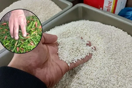 KUTIPAN LINGGA 2026 01 10T153308.617