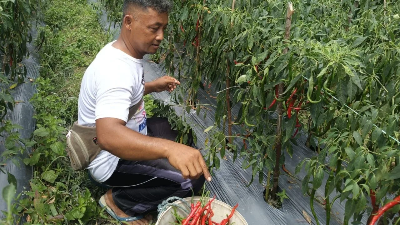 KUTIPAN LINGGA 2026 01 16T162807.441