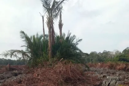 KUTIPAN LINGGA 2026 04 02T121839.532