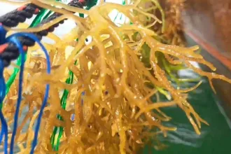 KUTIPAN LINGGA 2026 04 15T170306.019