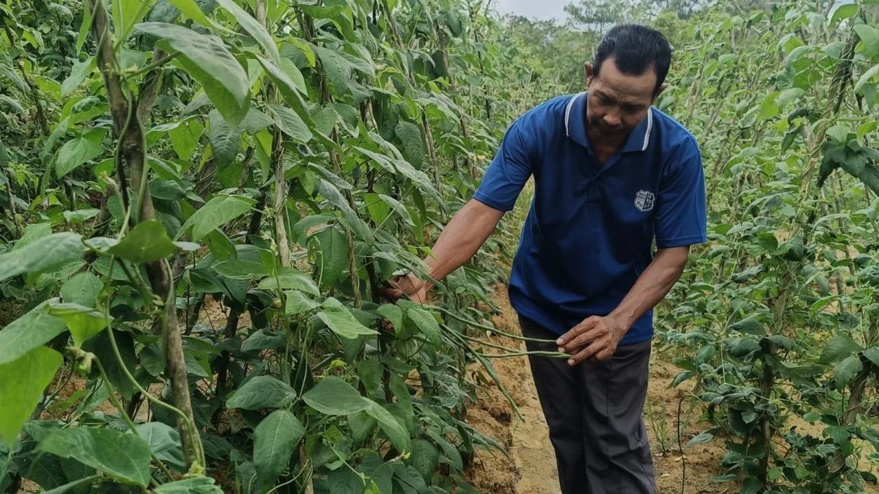Petani Lingga Sumringah, Dapur MBG Yayasan Berkah Borong Sayur Langsung dari Kebun